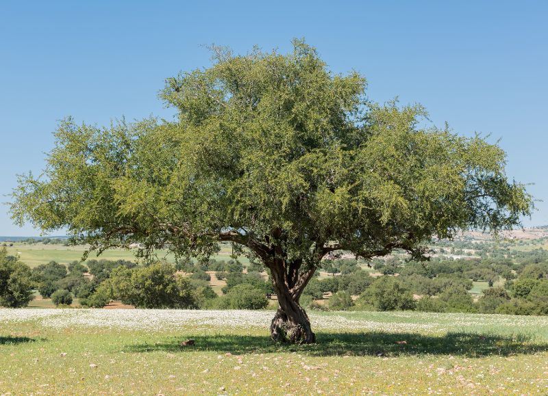 Drzewo Arganowe w Maroku